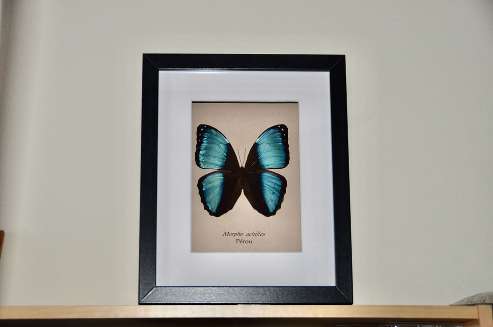 Morpho achilles : encadrement avec un vrai papillon.