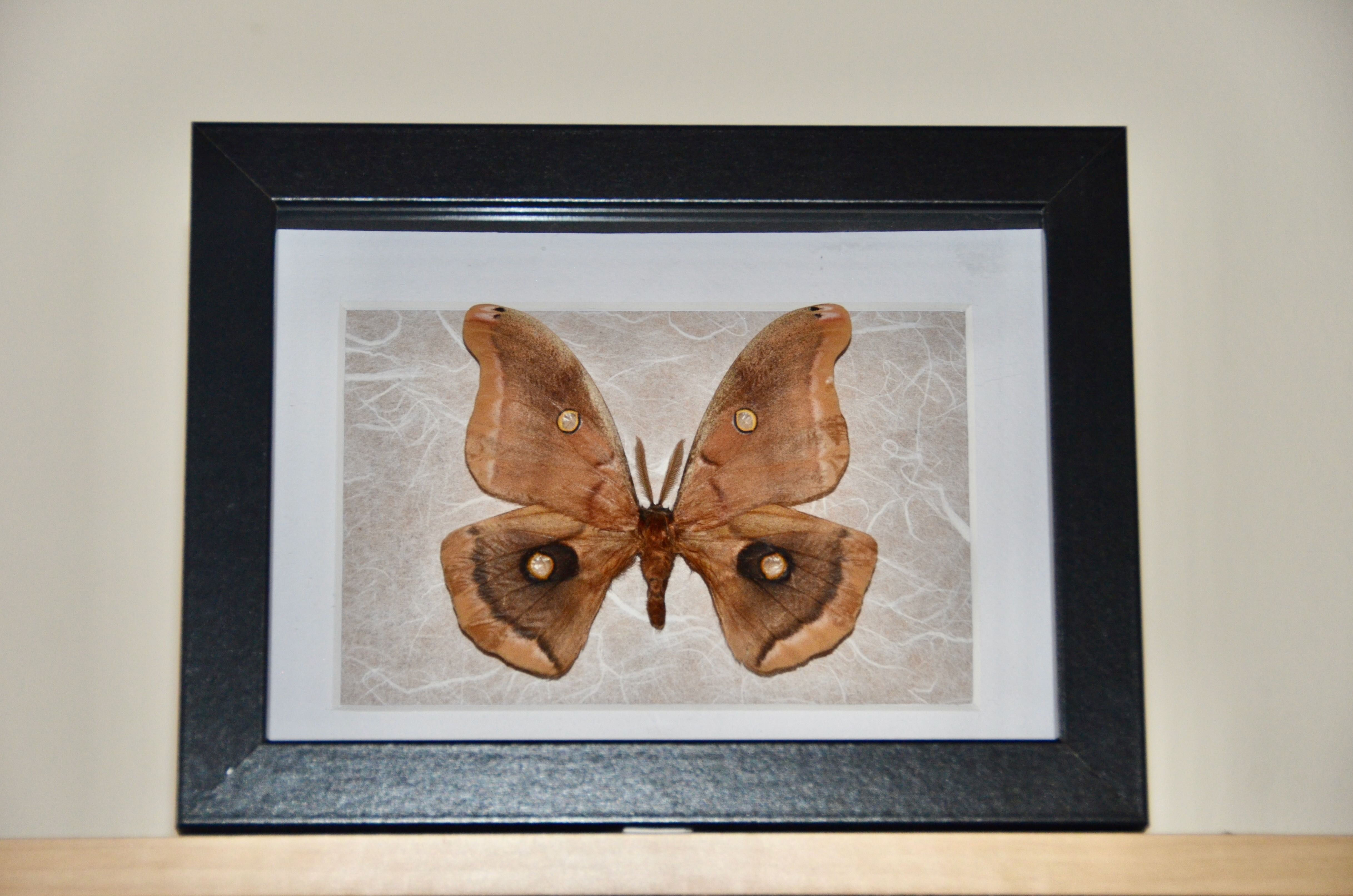 Polyphème d'Amérique, Antheraea polyphemus (Québec)