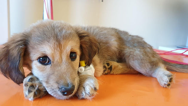 puppy 1.jpg