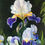 Thumbnail: Irises 30 x 40 cm