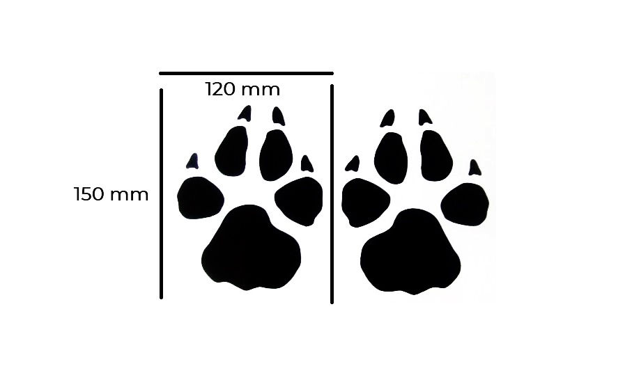 Thumbnail: huellas de lobo grandes