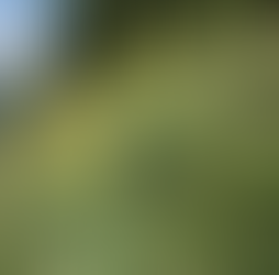 🌿 Plant Profile - Gentian (Gentiana lutea)