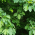 🌿 Plant Profile - Sassafras (Sassafras albidum)