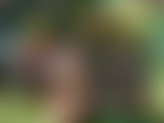 🌿 Plant Profile - Mangosteen (Garcinia mangostana)