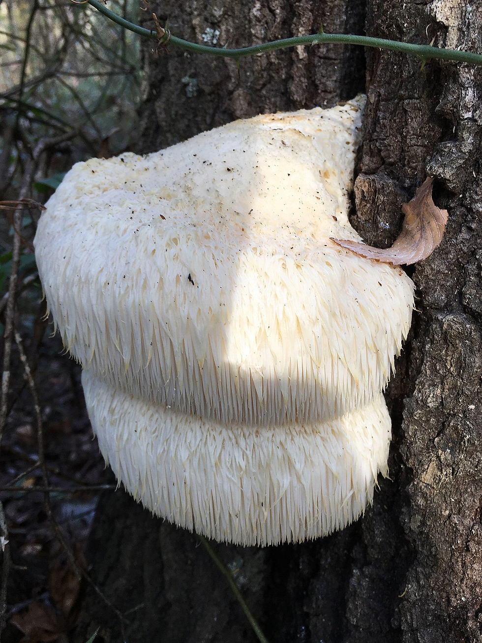 Lion's Mane mushroom growing on the side of a tree.