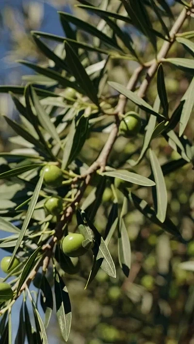 Olive tree