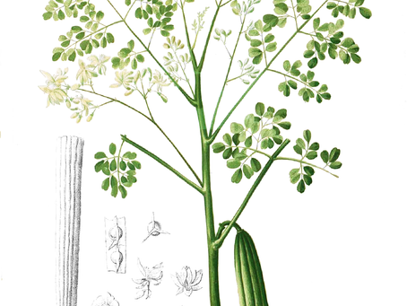 Plant Profile - Moringa (Moringa oleifera)