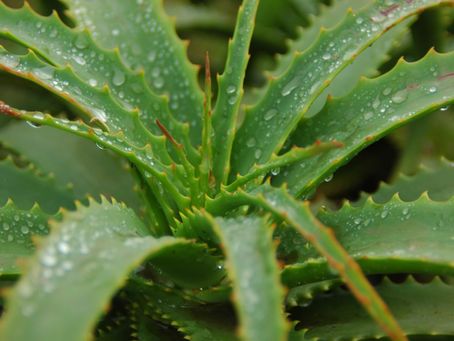 🌿 Plant Profile - Aloe Vera (Aloe barbadensis)