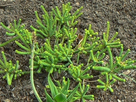 🌿 Plant Profile - Buchu (Agathosma betulina)