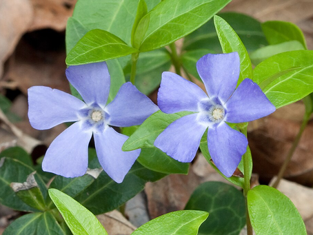 🌿 Plant Profile - Periwinkle (Vinca minor)