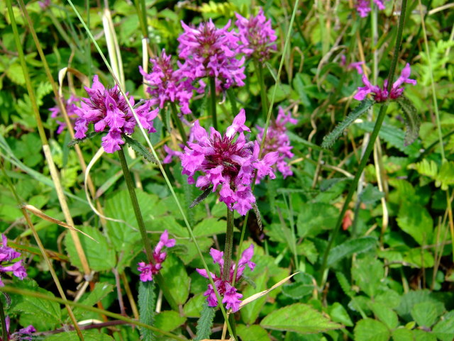 🌿 Plant Profile - Wood Betony (Stachys officinalis)