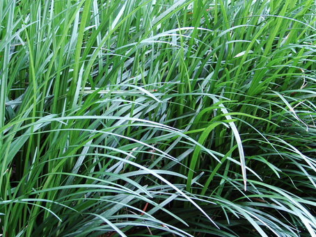 🌿 Plant Profile - Ophiopogon