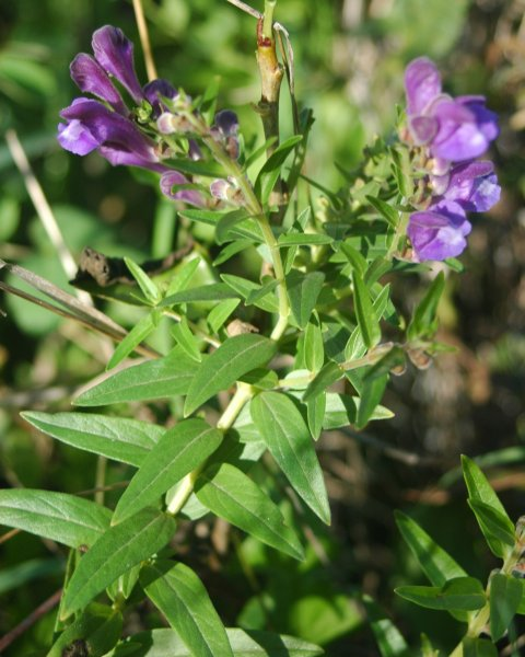 🌿 Plant Profile - Baical Skullcap (Scutellaria baicalensis)
