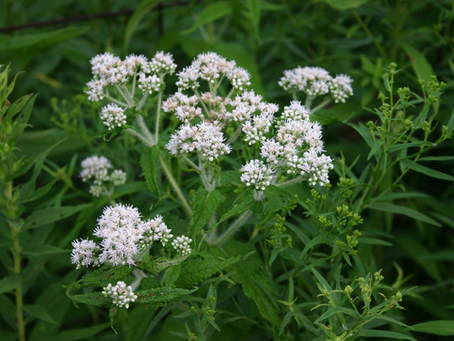 🌿 Plant Profile - Boneset (Eupatorium perfoliatum)