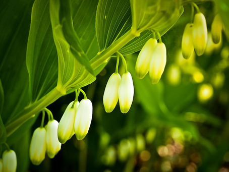 🌿 Plant Profile - Solomon’s Seal (Polygonatum spp.)