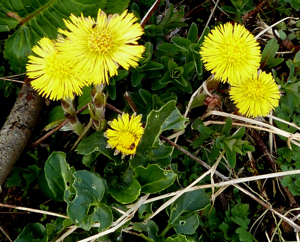 🌿 Plant Profile - Coltsfoot (Tussilago farfara)