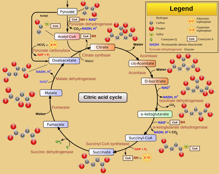 An infographic showing the Krebs Cycle