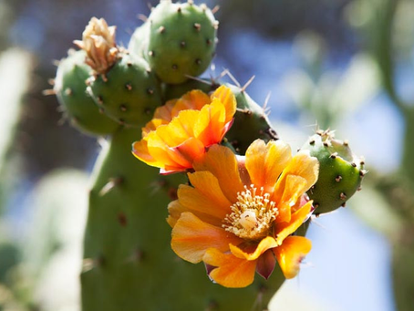🌿 Plant Profile - Prickly Pear (Opuntia ficus-indica)