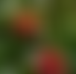 🌿 Plant Profile - Rambutan (Nephelium lappaceum)