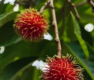 🌿 Plant Profile - Rambutan (Nephelium lappaceum)