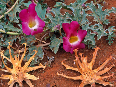 🌿 Plant Profile - Devil’s Claw (Harpagophytum procumbens)