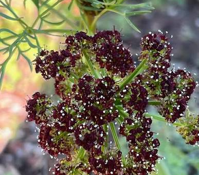 🌿 Plant Profile - Chocolate Tips (Lomatium dissectum)