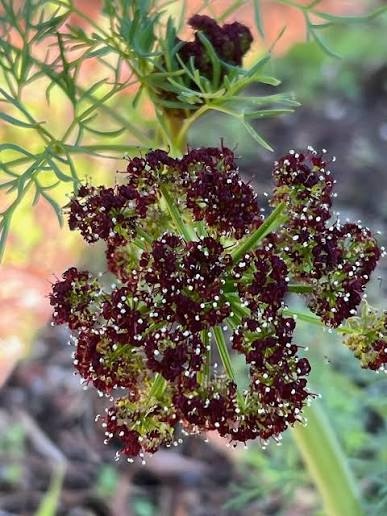 🌿 Plant Profile - Chocolate Tips (Lomatium dissectum)