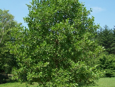 🌿 Plant Profile - Black Alder (Alnus glutinosa (L.) Gaertn.)