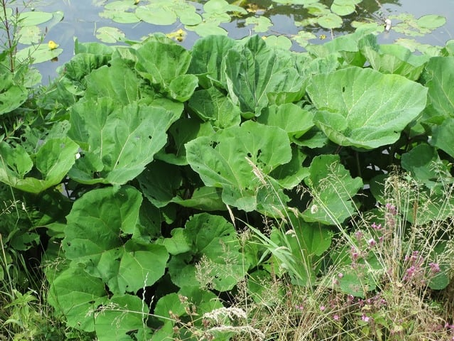 🌿 Plant Profile - Butterbur (Petasites hybridus)