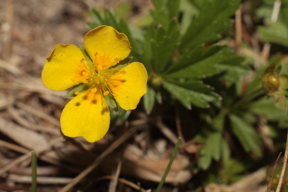 🌿 Plant Profile - Cinquefoil (Potentilla spp.)