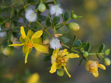 🌿 Plant Profile - Chaparral (Larrea tridentata)
