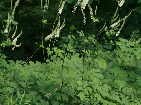 🌿 Plant Profile - Black Cohosh (Actaea racemosa)