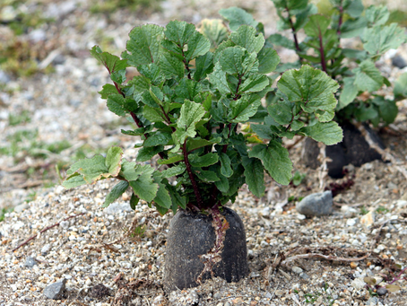 🌿 Plant Profile - Black Radish (Raphanus sativus)