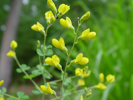 🌿 Plant Profile - Wild Indigo (Baptisia tinctoria)