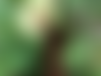 🌿 Plant Profile - Okra (Abelmoschus esculentus)