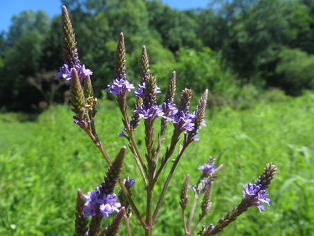 🌿 Plant Profile - Blue Vervain (Verbena hastata)