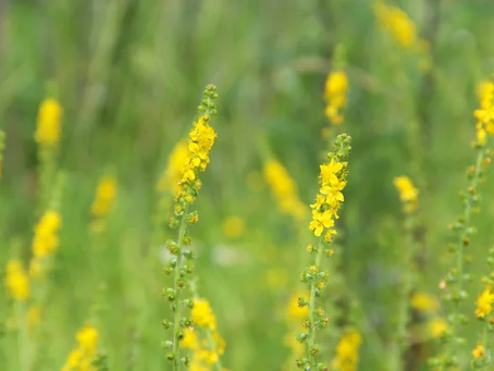 🌿 Plant Profile - Agrimony (Agrimonia eupatoria)