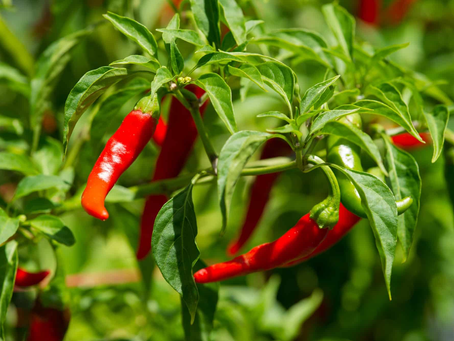 🌶 Plant Profile - Cayenne (Capsicum annuum)