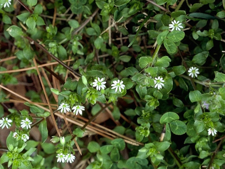 🌿 Plant Profile - Chickweed (Stellaria media)