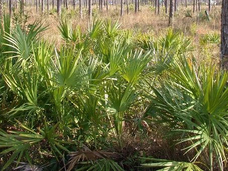 🌿 Plant Profile - Saw Palmetto (Serenoa repens)