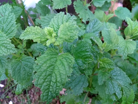 🌿 Plant Profile - Lemon Balm (Melissa officinalis)