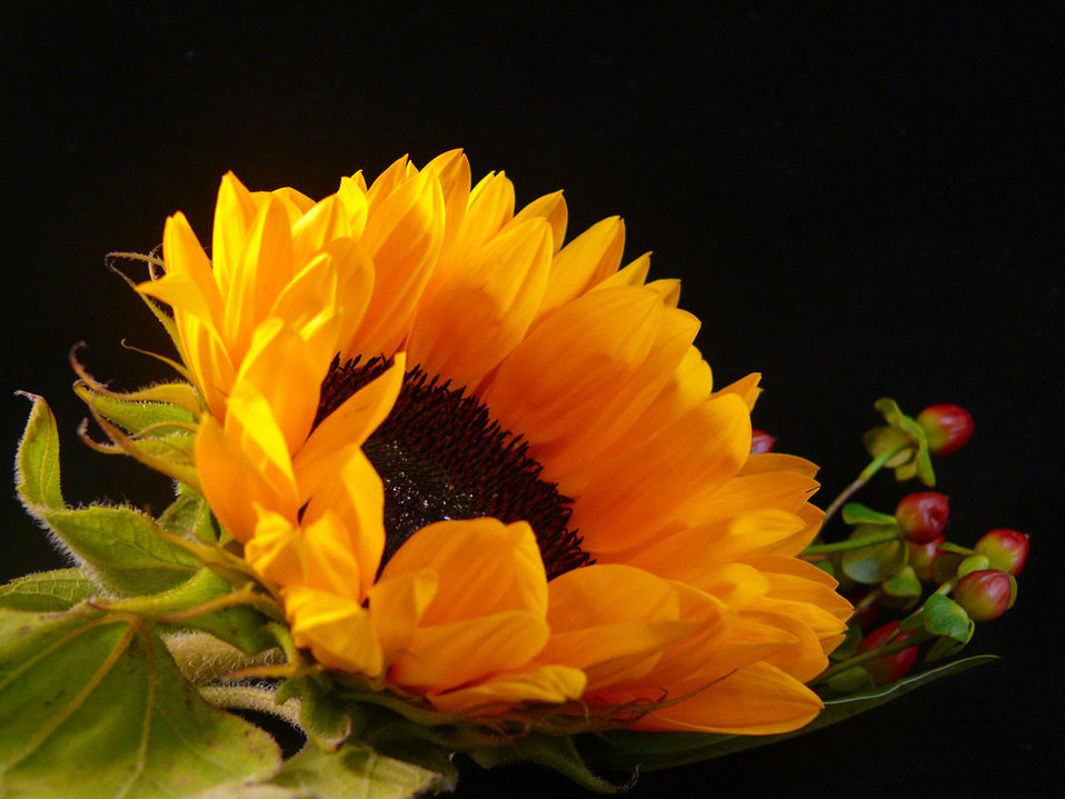 🌻 Plant Profile - Sunflower (Helianthus annuus)