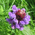 🌿 Plant Profile - Self-Heal (Prunella vulgaris)