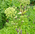 🌿 Plant Profile - Angelica (Angelica archangelica)