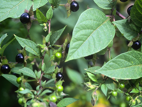 🌿 Plant Profile - Belladonna