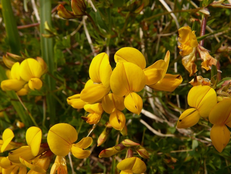 🌿 Plant Profile - Fenugreek (Trigonella foenum-graecum)