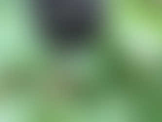🌿 Plant Profile - Eleuthero (Eleutherococcus senticosus)