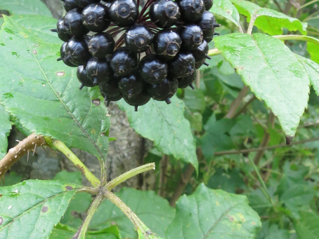 🌿 Plant Profile - Eleuthero (Eleutherococcus senticosus)