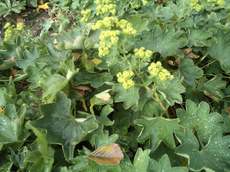 🌿 Plant Profile - Lady’s Mantle (Alchemilla vulgaris)
