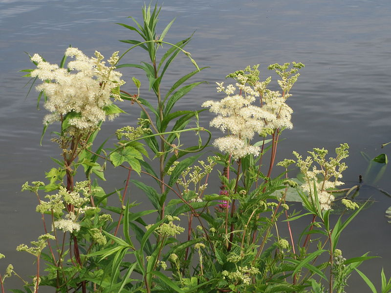 Meadowsweet